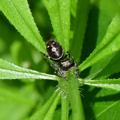 Phidippus