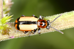 Crioceris paracenthesis