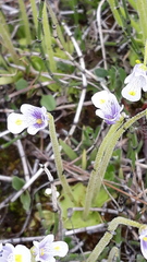 Pinguicula spathulata