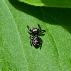 Phidippus