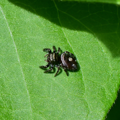 Phidippus