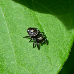 Phidippus