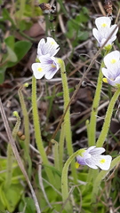 Pinguicula spathulata