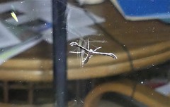 Hellinsia inquinatus