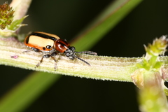 Crioceris paracenthesis