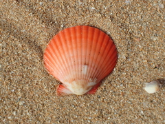 Aequipecten flabellum