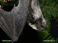 Parti-Coloured Bat photo 3