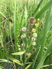 Sparganium eurycarpum