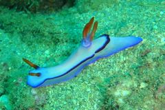 Hypselodoris brycei
