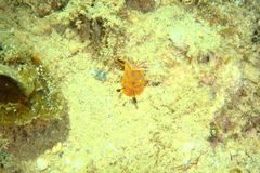 Halgerda indotessellata
