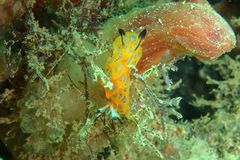 Halgerda indotessellata