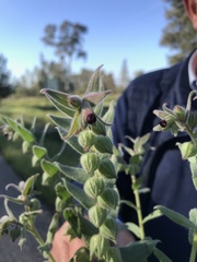 Nonea vesicaria