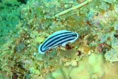 Phyllidiopsis xishaensis