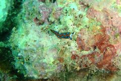 Thuridilla indopacifica