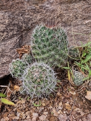 Coryphantha clavata