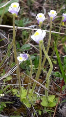 Pinguicula spathulata