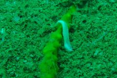 Dermatobranchus albus