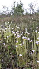 Pinguicula spathulata