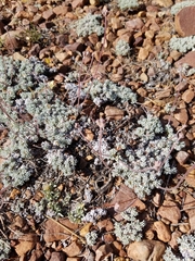 Eriogonum kennedyi austromontanum