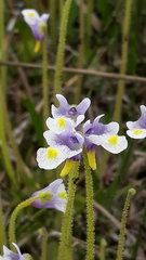 Pinguicula spathulata