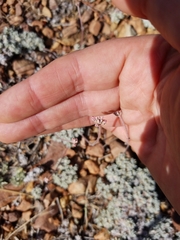 Eriogonum kennedyi austromontanum