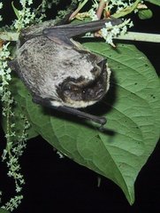 Parti-Coloured Bat photo 4