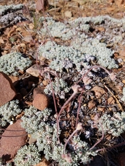 Eriogonum kennedyi austromontanum