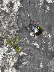 Eumorphus quadriguttatus