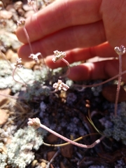 Eriogonum kennedyi austromontanum