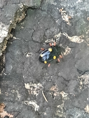 Eumorphus quadriguttatus