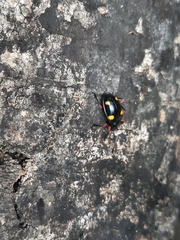 Eumorphus quadriguttatus