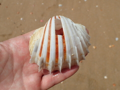 Cardium costatum