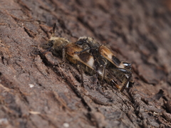 Semanotus bifasciatus