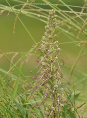 Himantoglossum hircinum