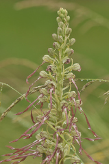 Himantoglossum hircinum