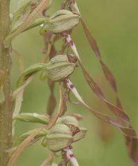 Himantoglossum hircinum