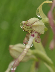 Himantoglossum hircinum