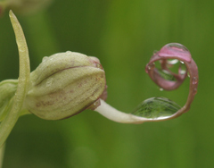 Himantoglossum hircinum