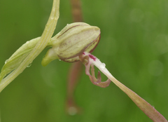 Himantoglossum hircinum