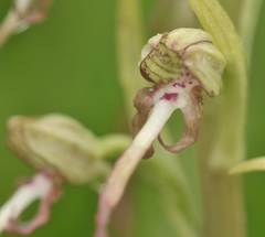 Himantoglossum hircinum