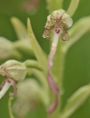 Himantoglossum hircinum