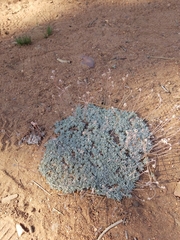 Eriogonum kennedyi austromontanum