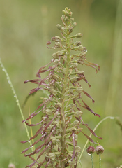 Himantoglossum hircinum