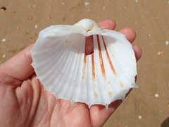 Cardium costatum