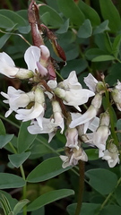 Astragalus kaufmannii