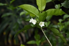 Vallaris solanacea