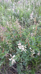 Astragalus kaufmannii
