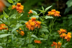 Pseudogynoxys chenopodioides