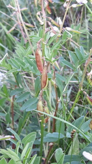 Astragalus kaufmannii