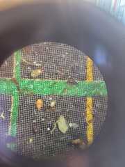 Acariformes